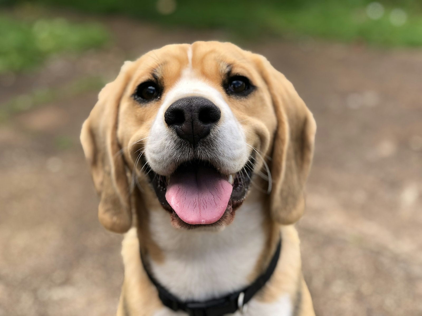 Hond ligt hijgend in de schaduw
