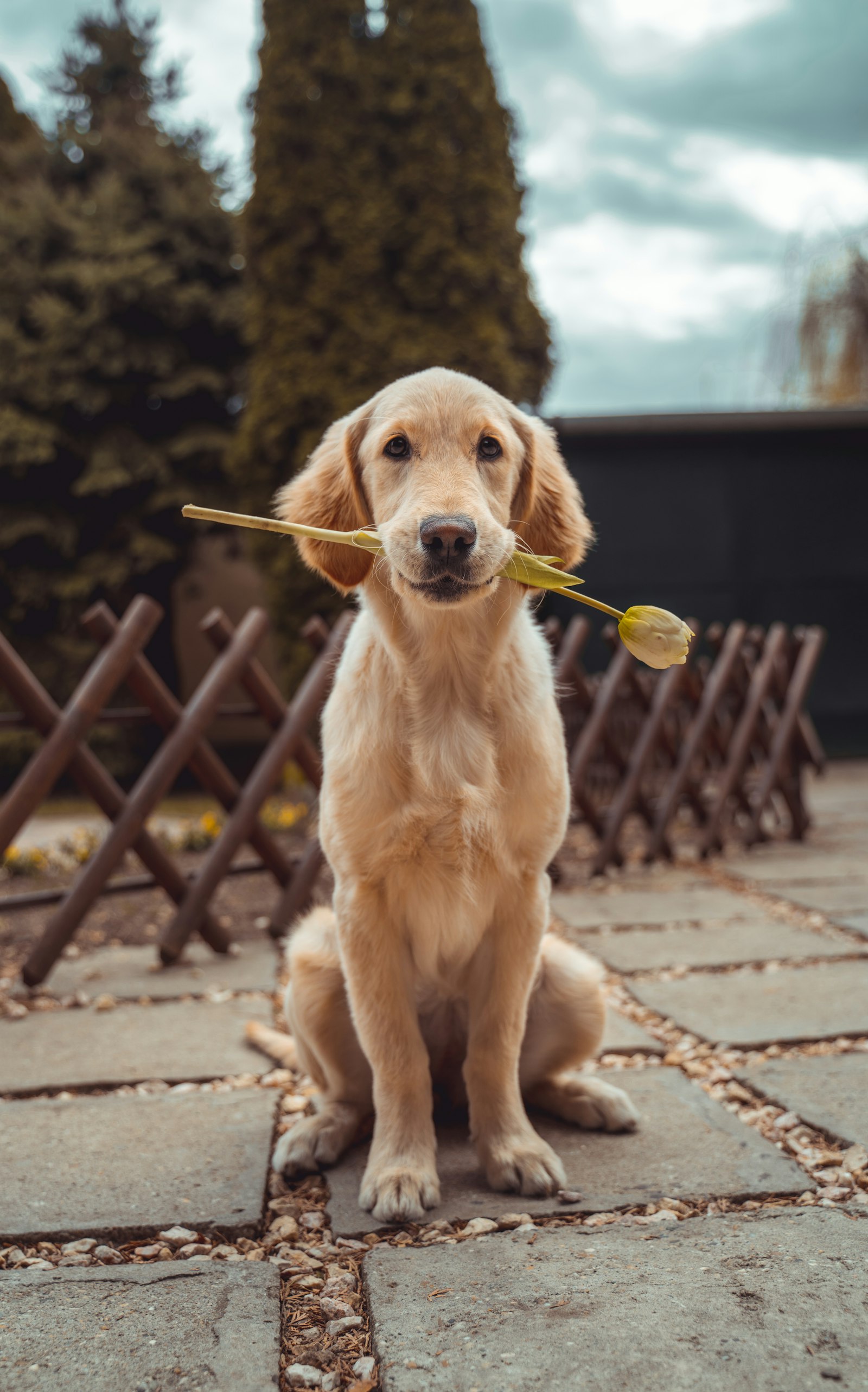 Vrolijke hond in het gras