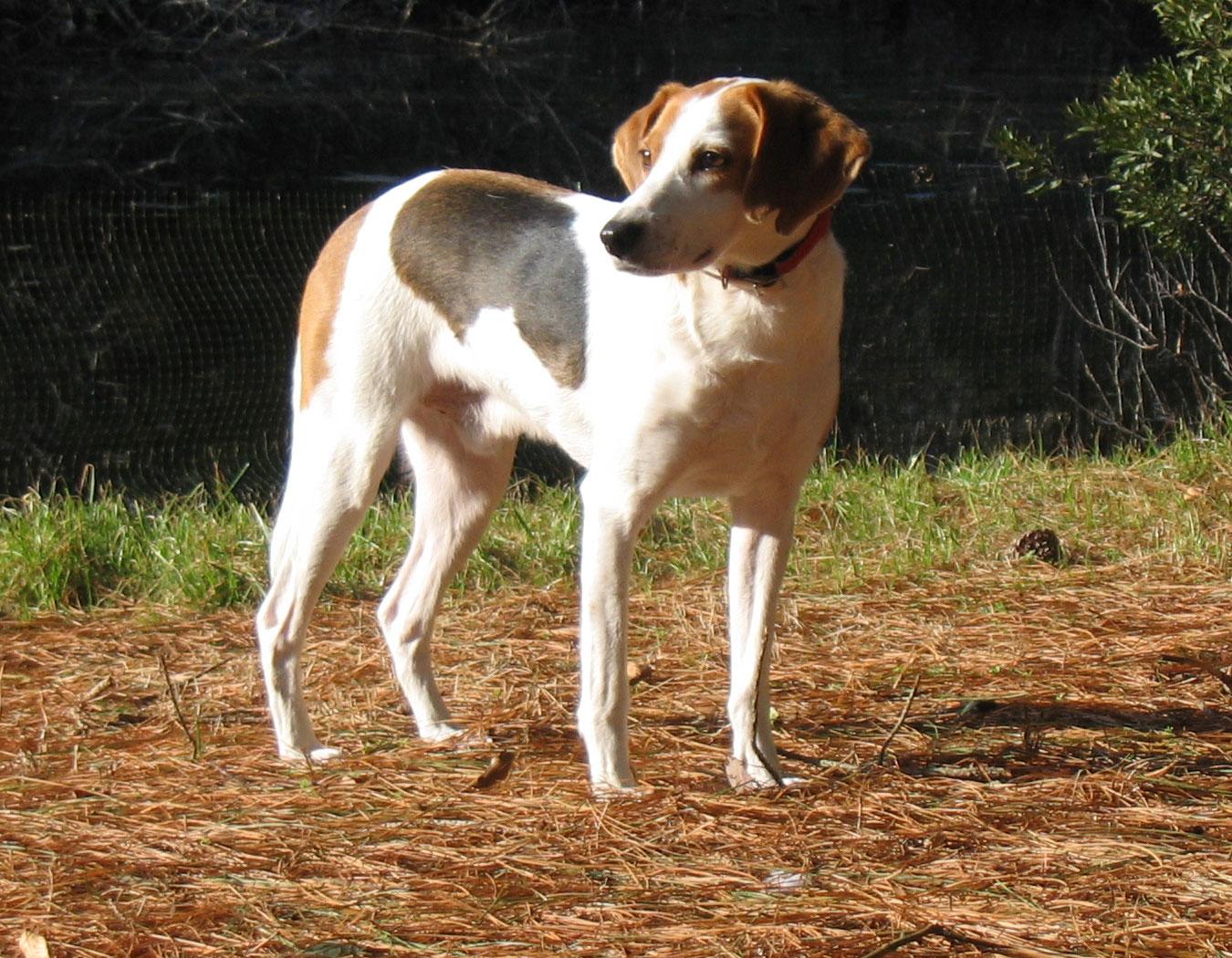 Hond bij de dierenarts