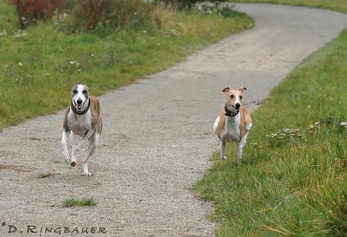 Hond ligt loom in de mand