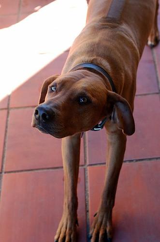 Grote hond staat alert in de tuin