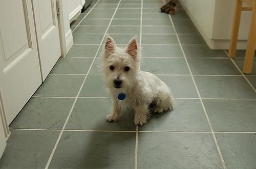 Hond met opgeheven oor