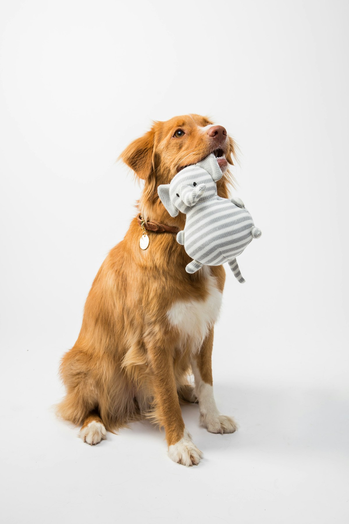 Hond ligt ontspannen op een terras