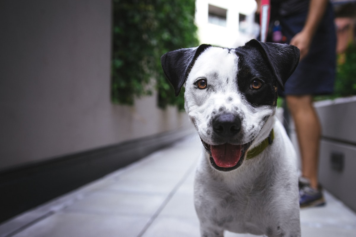 Hond in een asiel kijkt hoopvol